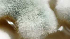 Защо мухълът се появява на дървото и как да се отървем от него